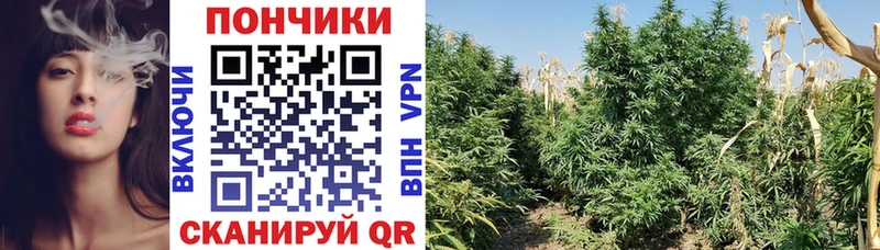 где продают наркотики  Кыштым  Бошки марихуана OG Kush 